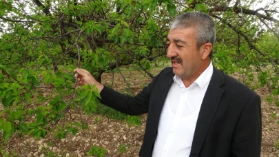 Zirai donun ardından kayısı ağaçları yeniden yeşerdi