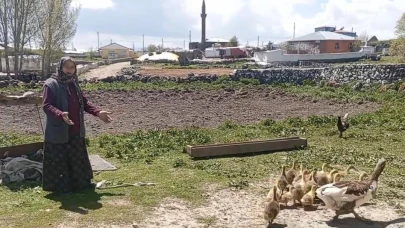 "Benim kazlarım altındır"
