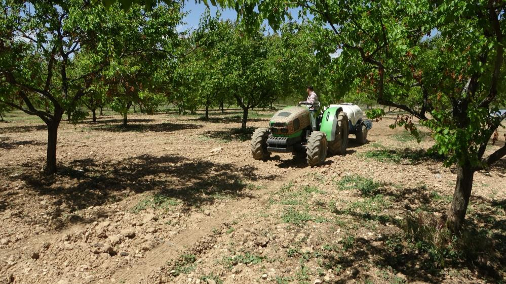 Kayısı ağaçları yeşerdi çiftçiler umutlandı