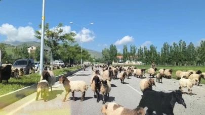 Küçükbaş hayvan sürüleri trafikte tehlike oluşturuyor