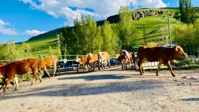 Doğal otlaklar hayvancılığa güç katıyor
