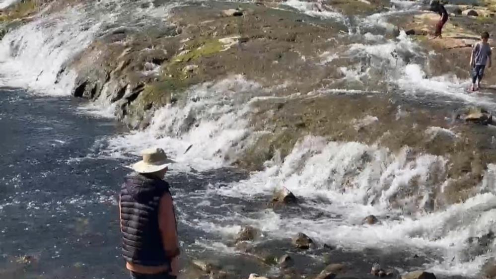 İnci kefallerinin göçü devam ediyor