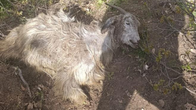 Tunceli’de ayı dehşeti