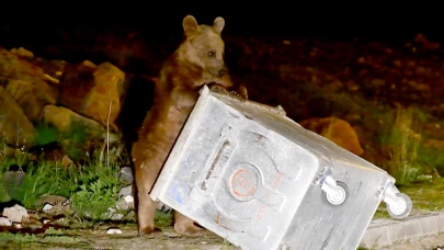 Sarıkamış’ta bozayı yiyecek ararken görüntülendi