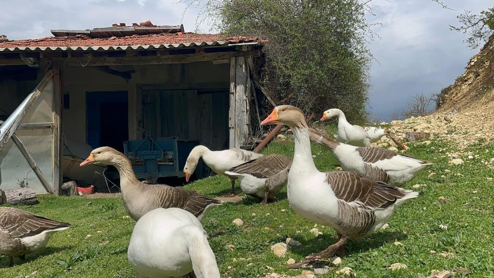 Kars ve Ardahan köylerinden tonlarca kaz tüyü topluyor