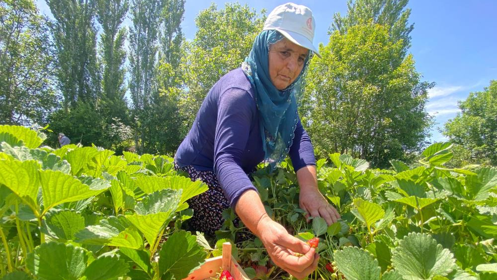 Kuyulu çileğinde hasat zamanı