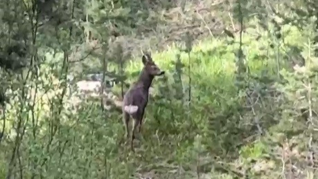 Sarıçam ormanları yaban hayvanlarına ev sahipliği yapıyor