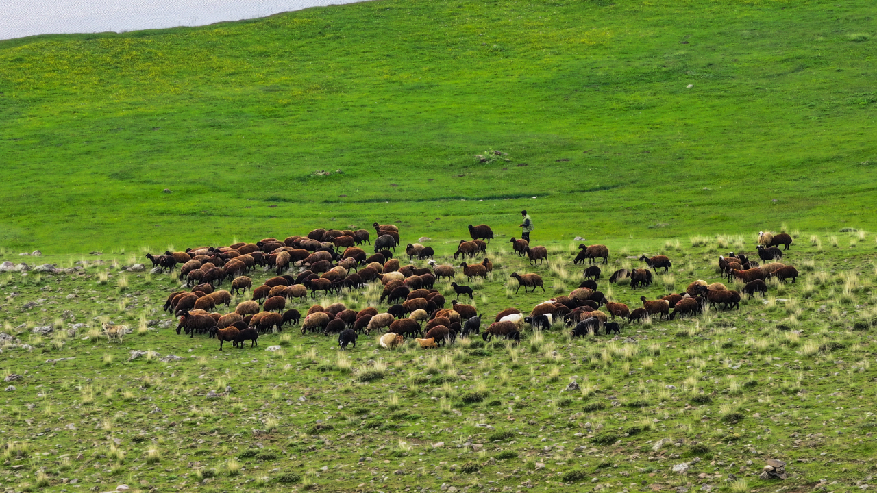 Iğdır'da 10 bin dönüm arazi mera olarak açıldı