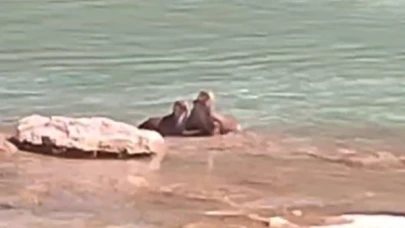 Munzur Çayı’nda su samurları görüntülendi