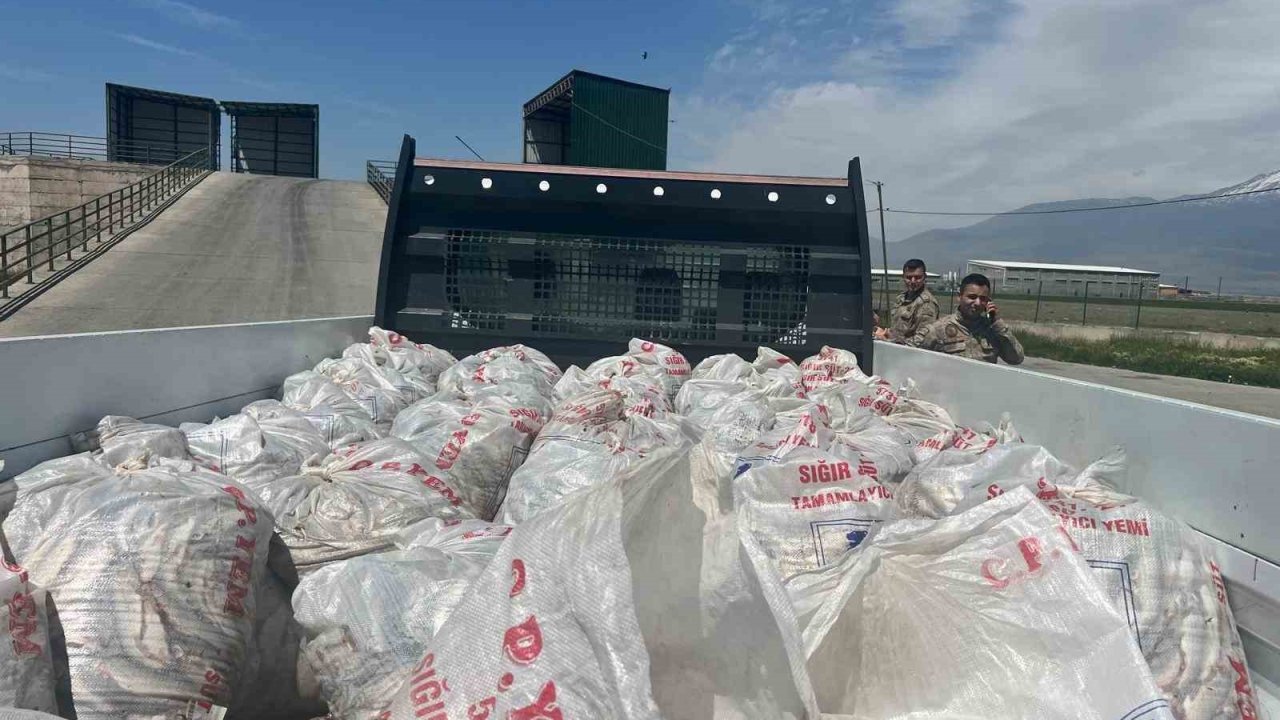 Ağrı’da 2 ton kaçak inci kefali ele geçirildi
