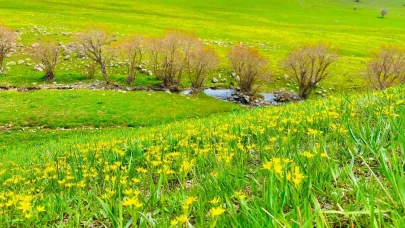 Ağrı’da doğanın renk cümbüşü göz kamaştırıyor