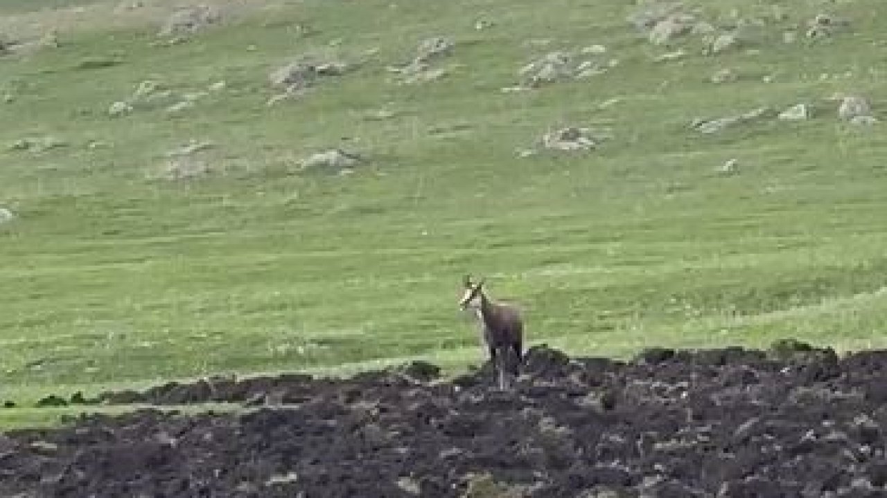 Ardahan’da çengel boynuzlu dağ keçisi görüntülendi