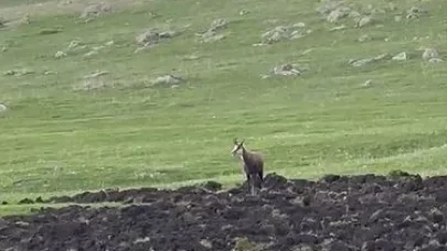 Ardahan’da çengel boynuzlu dağ keçisi görüntülendi