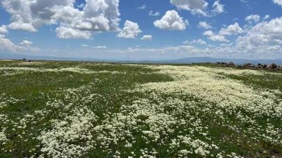 Arpaçay Ovası renk cümbüşüne büründü