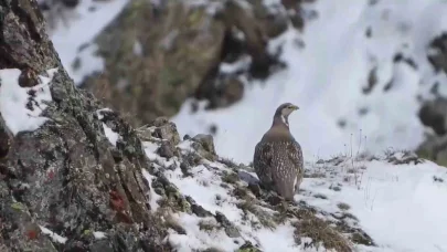 Dünyada nesli tükenmekte olan Ur kekliği İspir’de görüntülendi