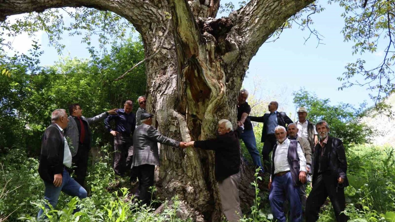 300 yıllık ceviz ağacı geçmişe tanıklık ediyor