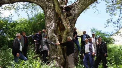 Erzurum’da en az 300 yıllık ceviz ağacı dimdik ayakta