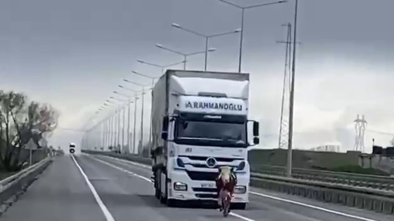 Büyükbaş hayvan tır sürücüsüne zor anlar yaşattı