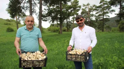 Erzurum’da vatandaşlara "zehirli mantar" uyarısı