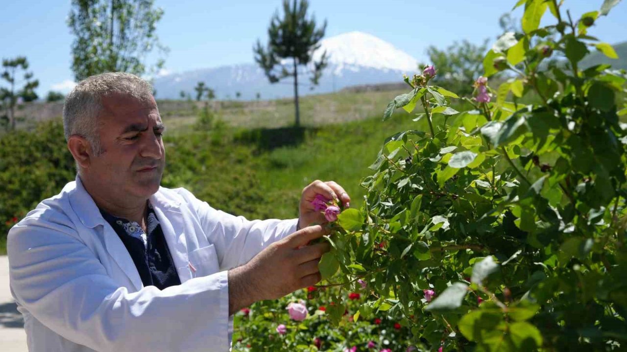 Iğdır'da  tıbbi ve aromatik bitkilerden yüksek katma değerli ürünler elde ediliyor