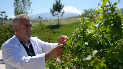 Iğdır Üniversitesi’nde yetişen güller kozmetik ürünlere dönüşüyor