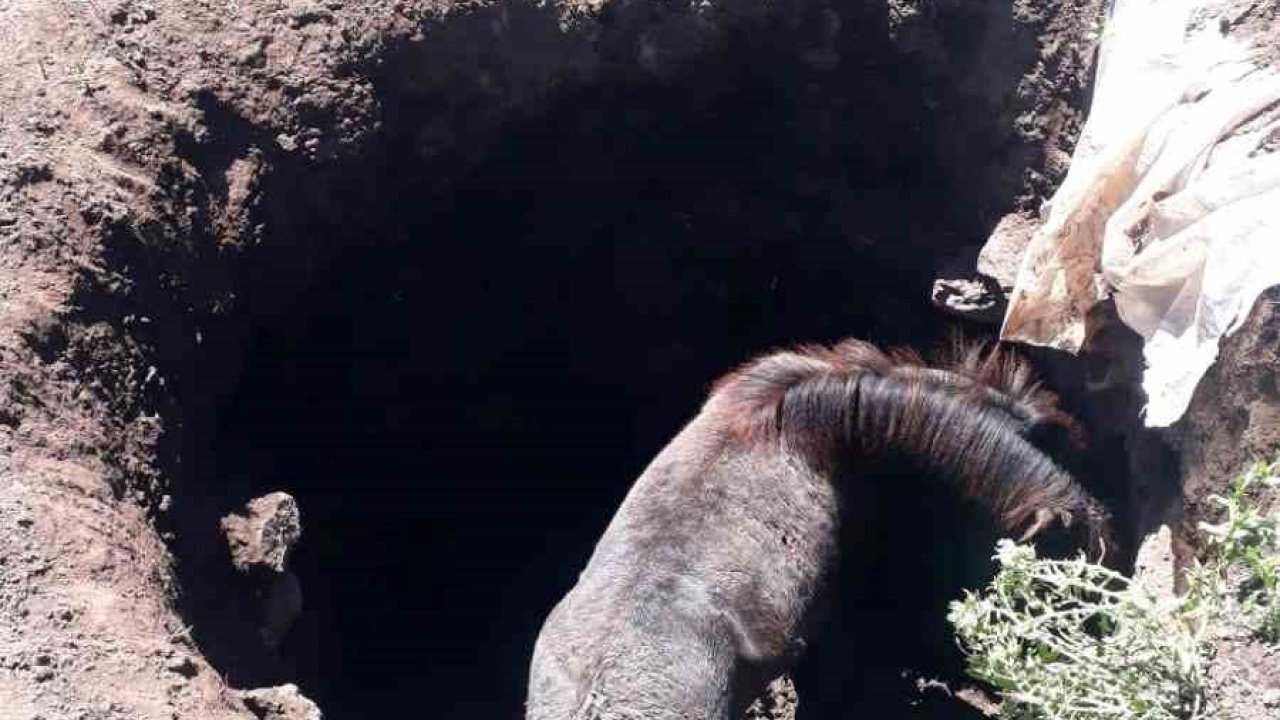 Kars’ta kuyuya düşen atı kendi imkanlarıyla kurtardılar