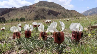 Erzurum'da meralarda Kurt kulağı çiçekleri açtı