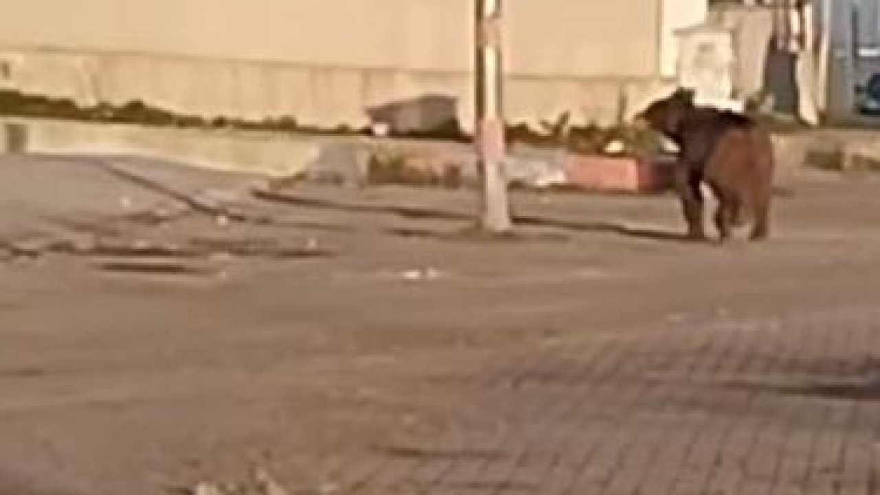 Kış uykusundan uyanan bozayı çöpte yiyecek aradı