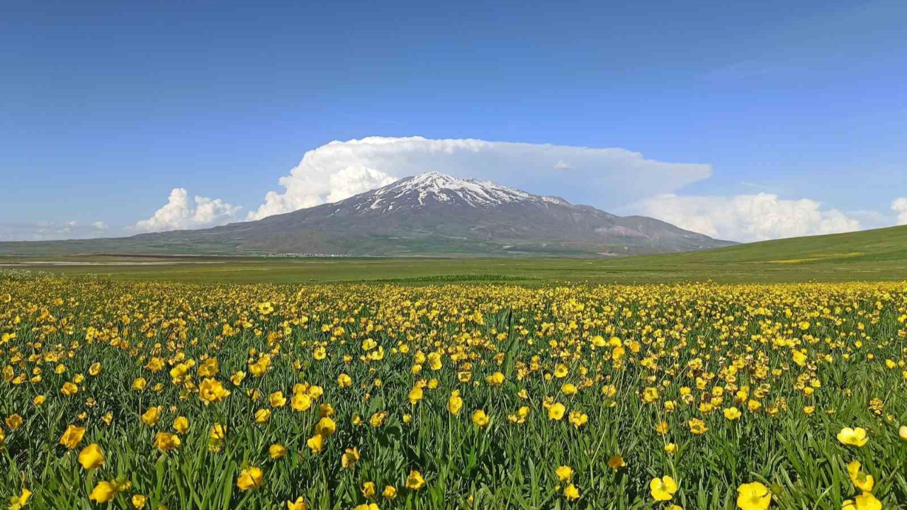Sütey Yaylası bahar çiçekleriyle renklendi