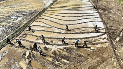 Bitlis'te çeltik ekimi başladı