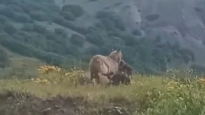 Kurt, keçiyi kaptığı gibi götürdü