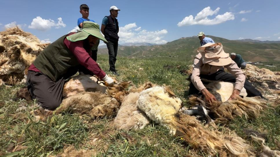 Besicilerin koyun kırkma mesaisi başladı