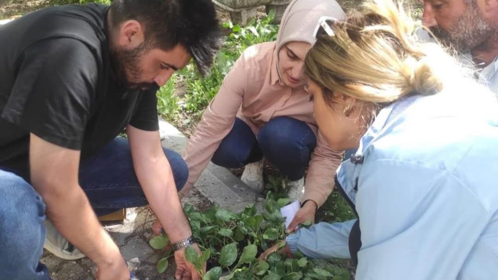 Hamur’da sebze fideleri dağıtıldı