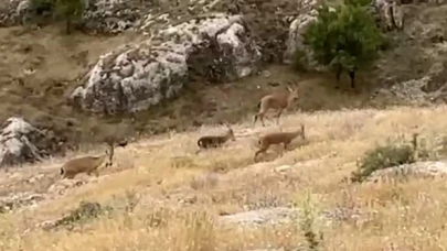 Dağ keçileri sürü halinde görüntülendi