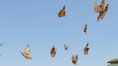 Keneye karşı keklikler doğaya salındı