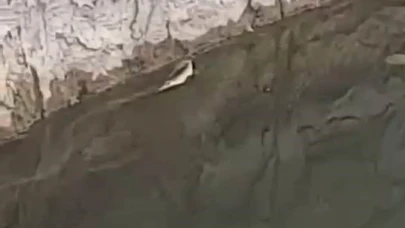 Elazığ'da yılanın balık avı kamerada