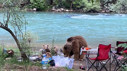Anne ayı ve yavruları piknik sofrasına konuk oldu