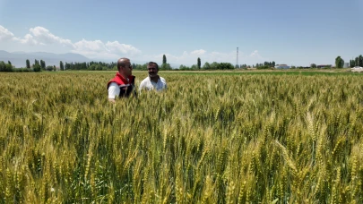 Iğdır'da yerli ve milli buğday çeşidi "Taner", çiftçilerin yüzünü güldürdü