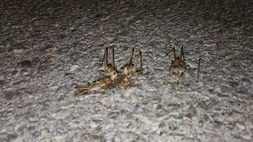 Yüzlerce çekirge yolu kapattı