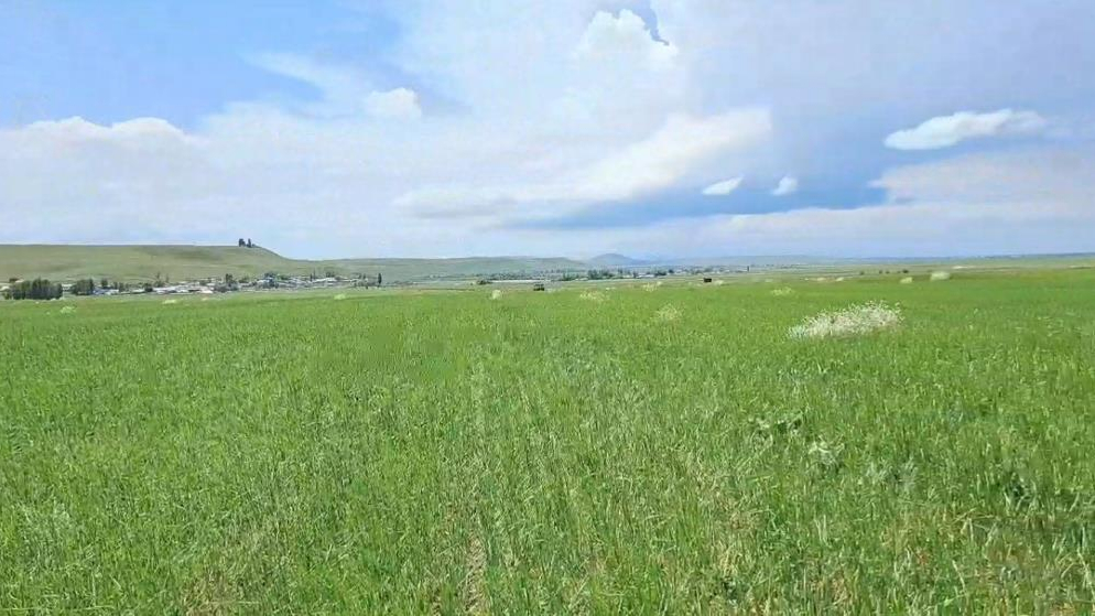 Kars’ta dolu tarım arazilerine zarar verdi