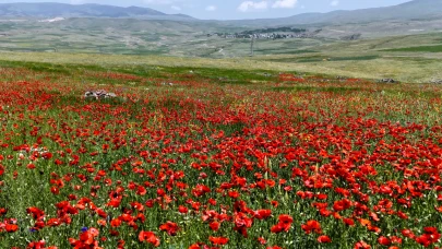 Sarıkamış’ta gelincikler doğayı renklendirdi