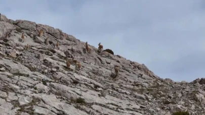 Dağ keçileri havadan görüntülendi