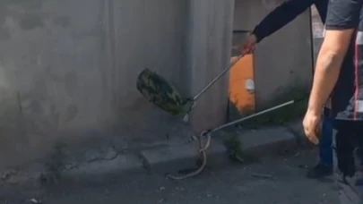 Kars’ta 1 metrelik yılan paniği