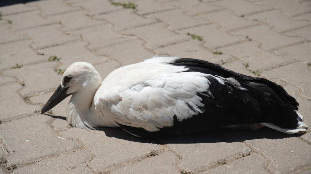 Yuvadan düşen leylek yavrusu korumaya alındı