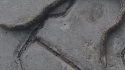 Çift başlı yılan tedirgin etti