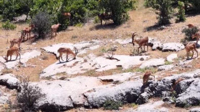 Dağ keçileri, izleyenleri hayran bıraktı