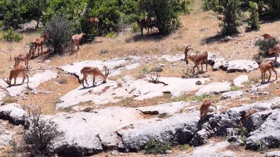 Dağ keçileri, izleyenleri hayran bıraktı