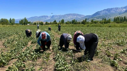 Kadın tarım işçileri toprağa emek veriyor