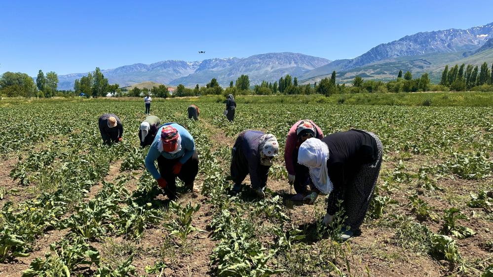 Kadın tarım işçileri toprağa emek veriyor