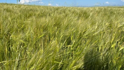Kars’ta yerli ve milli arpa bereketi